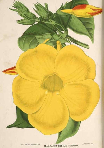 Reproducción/Reproduction 49690841622: L'Illustration horticole :. Gand, Belgium :Imprimerie et lithographie de F. et E. Gyselnyck,1854-1896.. 