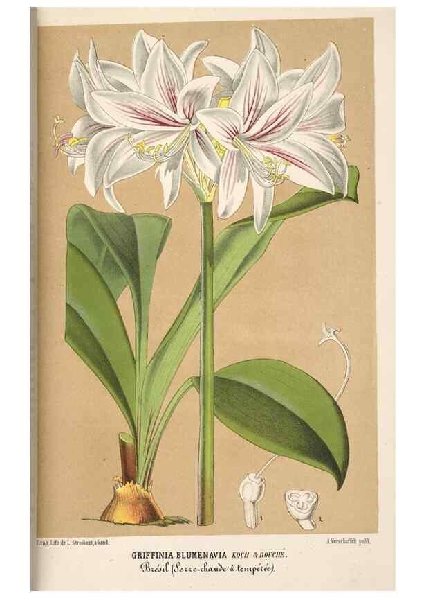 Reproducción/Reproduction 49690841927: L'Illustration horticole :. Gand, Belgium :Imprimerie et lithographie de F. et E. Gyselnyck,1854-1896.. 