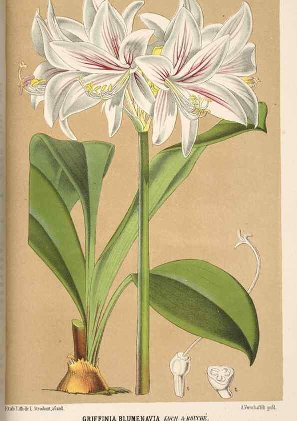 Reproducción/Reproduction 49690841927: L'Illustration horticole :. Gand, Belgium :Imprimerie et lithographie de F. et E. Gyselnyck,1854-1896.. 