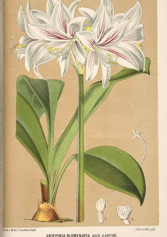 Reproducción/Reproduction 49690841927: L'Illustration horticole :. Gand, Belgium :Imprimerie et lithographie de F. et E. Gyselnyck,1854-1896.. 