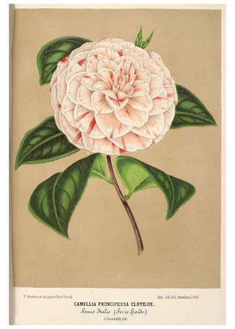 Reproducción/Reproduction 49689998228: L'Illustration horticole :. Gand, Belgium :Imprimerie et lithographie de F. et E. Gyselnyck,1854-1896.. 