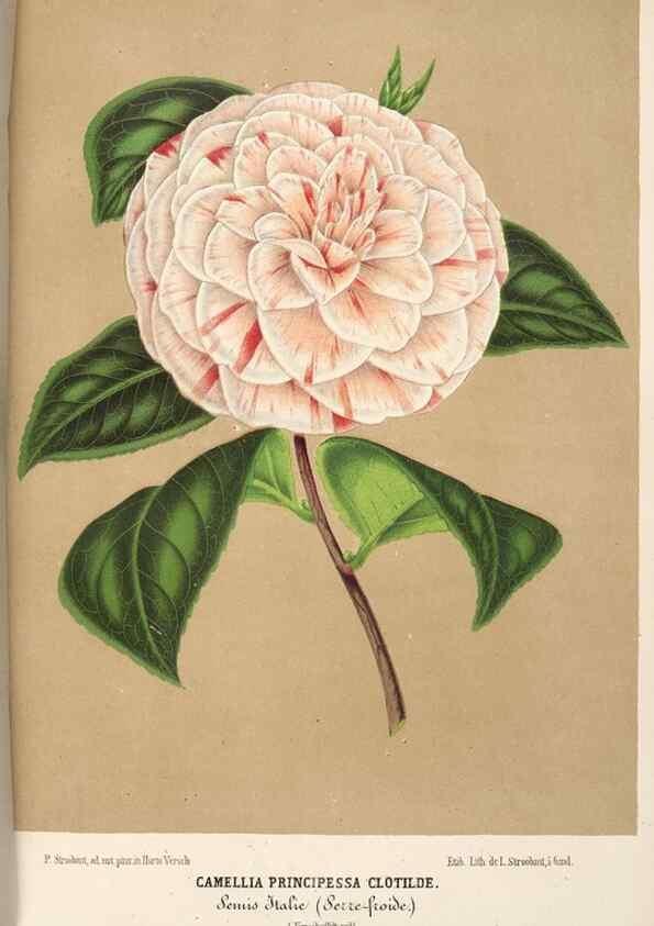 Reproducción/Reproduction 49689998228: L'Illustration horticole :. Gand, Belgium :Imprimerie et lithographie de F. et E. Gyselnyck,1854-1896.. 