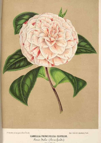 Reproducción/Reproduction 49689998228: L'Illustration horticole :. Gand, Belgium :Imprimerie et lithographie de F. et E. Gyselnyck,1854-1896.. 