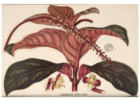 Reproducción/Reproduction 49690533266: L'Illustration horticole :. Gand, Belgium :Imprimerie et lithographie de F. et E. Gyselnyck,1854-1896.. 