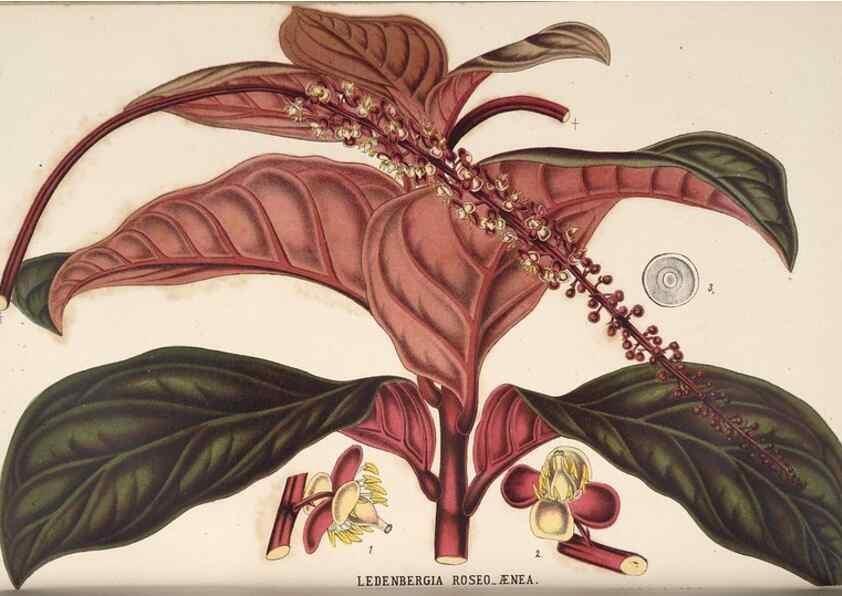 Reproducción/Reproduction 49690533266: L'Illustration horticole :. Gand, Belgium :Imprimerie et lithographie de F. et E. Gyselnyck,1854-1896.. 