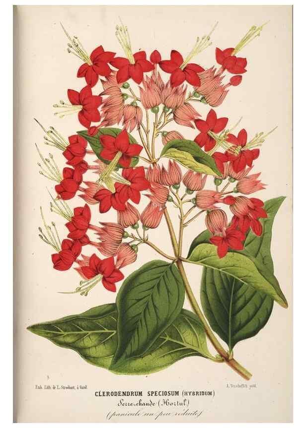 Reproducción/Reproduction 49689999148: L'Illustration horticole :. Gand, Belgium :Imprimerie et lithographie de F. et E. Gyselnyck,1854-1896.. 