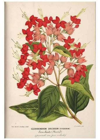 Reproducción/Reproduction 49689999148: L'Illustration horticole :. Gand, Belgium :Imprimerie et lithographie de F. et E. Gyselnyck,1854-1896.. 