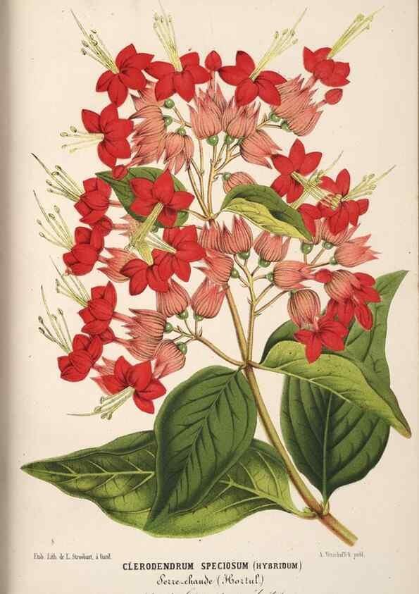 Reproducción/Reproduction 49689999148: L'Illustration horticole :. Gand, Belgium :Imprimerie et lithographie de F. et E. Gyselnyck,1854-1896.. 