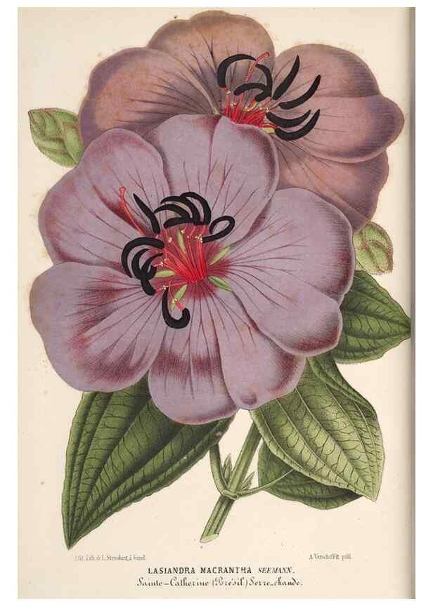Reproducción/Reproduction 49689999423: L'Illustration horticole :. Gand, Belgium :Imprimerie et lithographie de F. et E. Gyselnyck,1854-1896.. 