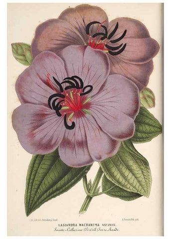 Reproducción/Reproduction 49689999423: L'Illustration horticole :. Gand, Belgium :Imprimerie et lithographie de F. et E. Gyselnyck,1854-1896.. 