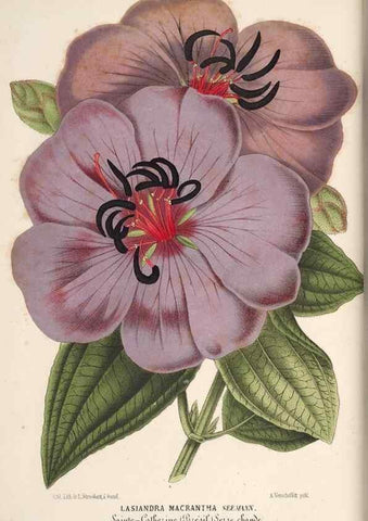 Reproducción/Reproduction 49689999423: L'Illustration horticole :. Gand, Belgium :Imprimerie et lithographie de F. et E. Gyselnyck,1854-1896.. 