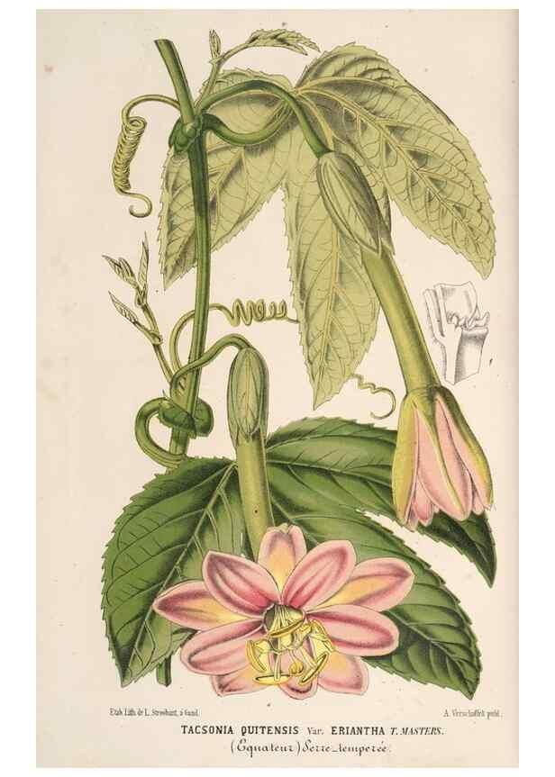 Reproducción/Reproduction 49690843577: L'Illustration horticole :. Gand, Belgium :Imprimerie et lithographie de F. et E. Gyselnyck,1854-1896.. 
