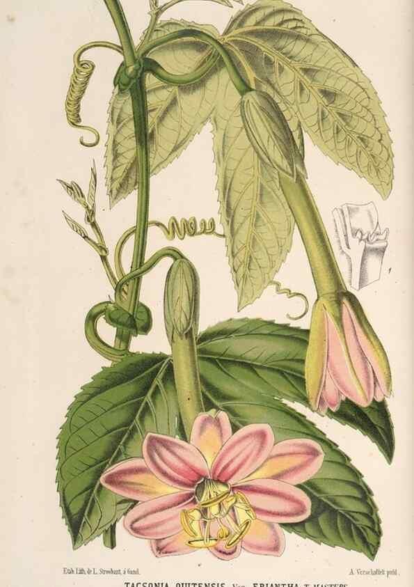 Reproducción/Reproduction 49690843577: L'Illustration horticole :. Gand, Belgium :Imprimerie et lithographie de F. et E. Gyselnyck,1854-1896.. 