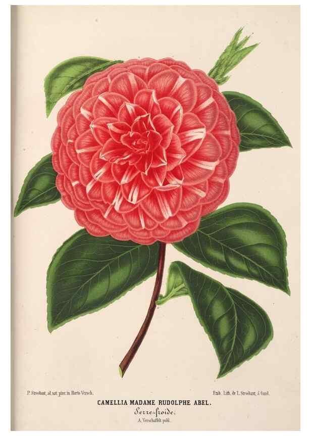 Reproducción/Reproduction 49690843827: L'Illustration horticole :. Gand, Belgium :Imprimerie et lithographie de F. et E. Gyselnyck,1854-1896.. 
