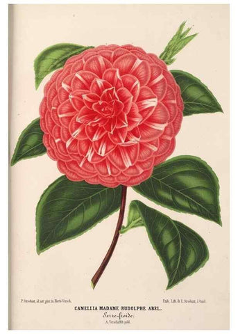 Reproducción/Reproduction 49690843827: L'Illustration horticole :. Gand, Belgium :Imprimerie et lithographie de F. et E. Gyselnyck,1854-1896.. 