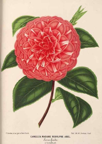 Reproducción/Reproduction 49690843827: L'Illustration horticole :. Gand, Belgium :Imprimerie et lithographie de F. et E. Gyselnyck,1854-1896.. 