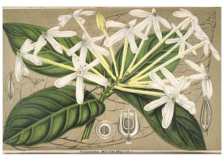 Reproducción/Reproduction 49690000093: L'Illustration horticole :. Gand, Belgium :Imprimerie et lithographie de F. et E. Gyselnyck,1854-1896.. 