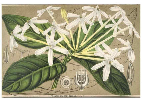 Reproducción/Reproduction 49690000093: L'Illustration horticole :. Gand, Belgium :Imprimerie et lithographie de F. et E. Gyselnyck,1854-1896.. 