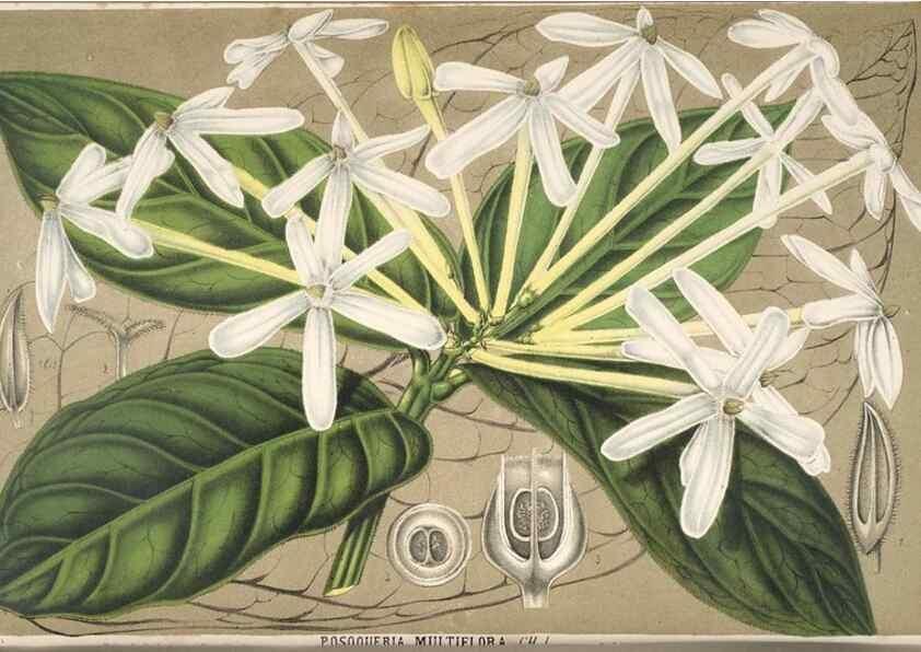 Reproducción/Reproduction 49690000093: L'Illustration horticole :. Gand, Belgium :Imprimerie et lithographie de F. et E. Gyselnyck,1854-1896.. 