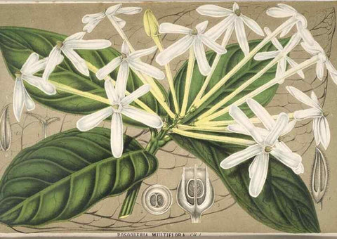 Reproducción/Reproduction 49690000093: L'Illustration horticole :. Gand, Belgium :Imprimerie et lithographie de F. et E. Gyselnyck,1854-1896.. 