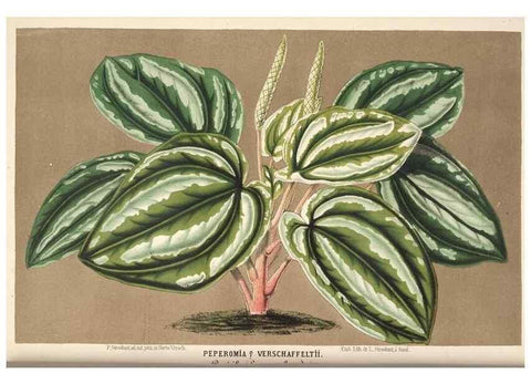 Reproducción/Reproduction 49690000363: L'Illustration horticole :. Gand, Belgium :Imprimerie et lithographie de F. et E. Gyselnyck,1854-1896.. 