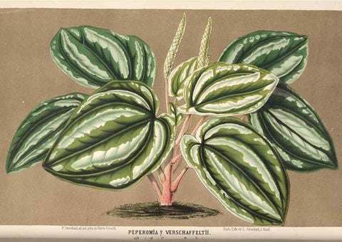 Reproducción/Reproduction 49690000363: L'Illustration horticole :. Gand, Belgium :Imprimerie et lithographie de F. et E. Gyselnyck,1854-1896.. 