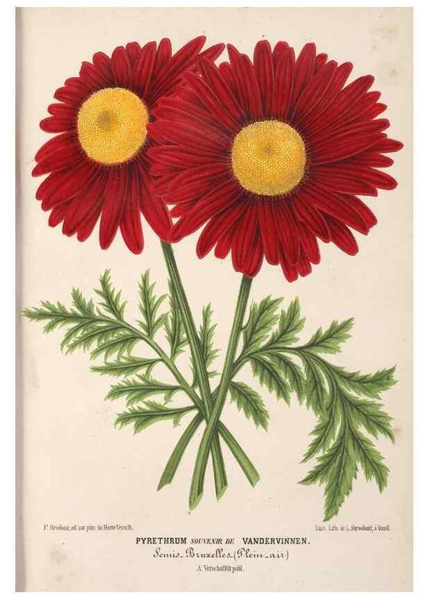 Reproducción/Reproduction 49690531026: L'Illustration horticole :. Gand, Belgium :Imprimerie et lithographie de F. et E. Gyselnyck,1854-1896.. 