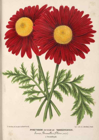 Reproducción/Reproduction 49690531026: L'Illustration horticole :. Gand, Belgium :Imprimerie et lithographie de F. et E. Gyselnyck,1854-1896.. 