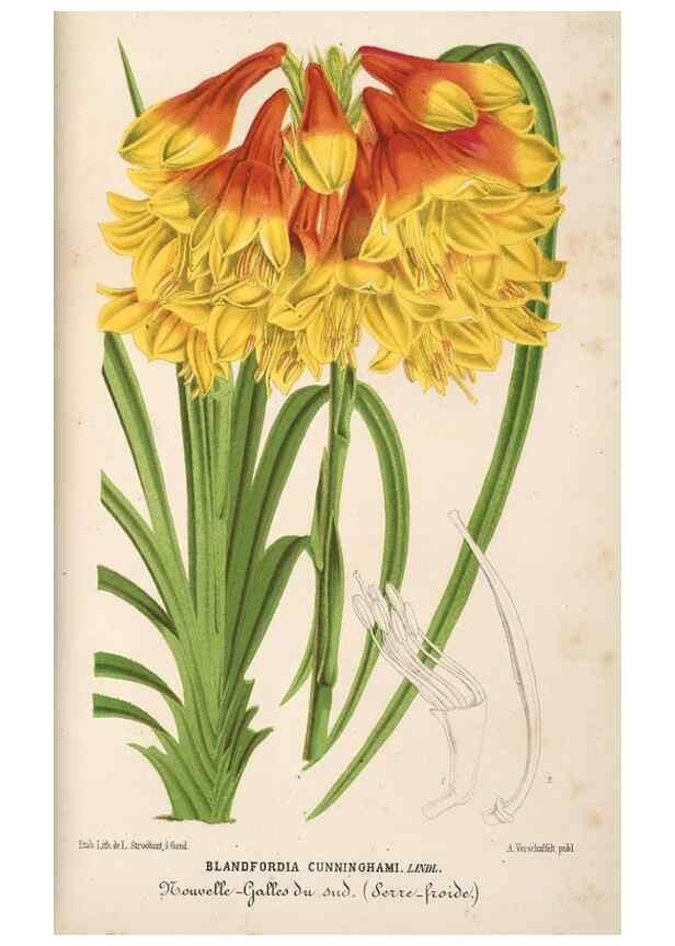 Reproducción/Reproduction 49689995908: L'Illustration horticole :. Gand, Belgium :Imprimerie et lithographie de F. et E. Gyselnyck,1854-1896.. 