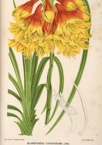 Reproducción/Reproduction 49689995908: L'Illustration horticole :. Gand, Belgium :Imprimerie et lithographie de F. et E. Gyselnyck,1854-1896.. 