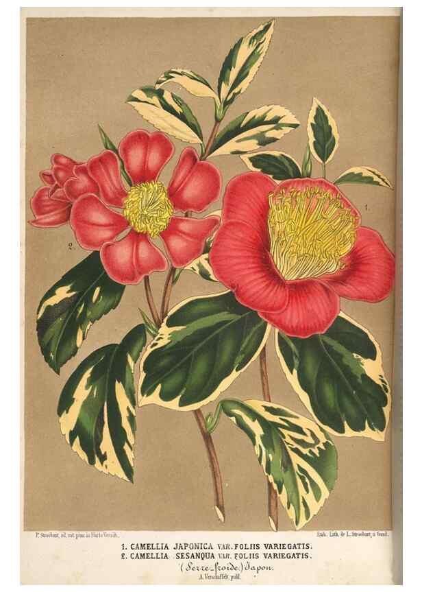 Reproducción/Reproduction 49690530521: L'Illustration horticole :. Gand, Belgium :Imprimerie et lithographie de F. et E. Gyselnyck,1854-1896.. 