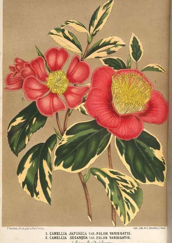 Reproducción/Reproduction 49690530521: L'Illustration horticole :. Gand, Belgium :Imprimerie et lithographie de F. et E. Gyselnyck,1854-1896.. 