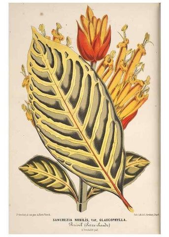 Reproducción/Reproduction 49690530161: L'Illustration horticole :. Gand, Belgium :Imprimerie et lithographie de F. et E. Gyselnyck,1854-1896.. 