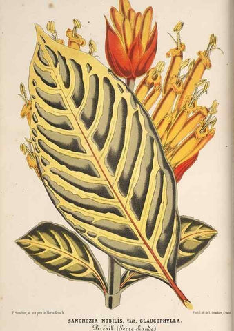 Reproducción/Reproduction 49690530161: L'Illustration horticole :. Gand, Belgium :Imprimerie et lithographie de F. et E. Gyselnyck,1854-1896.. 