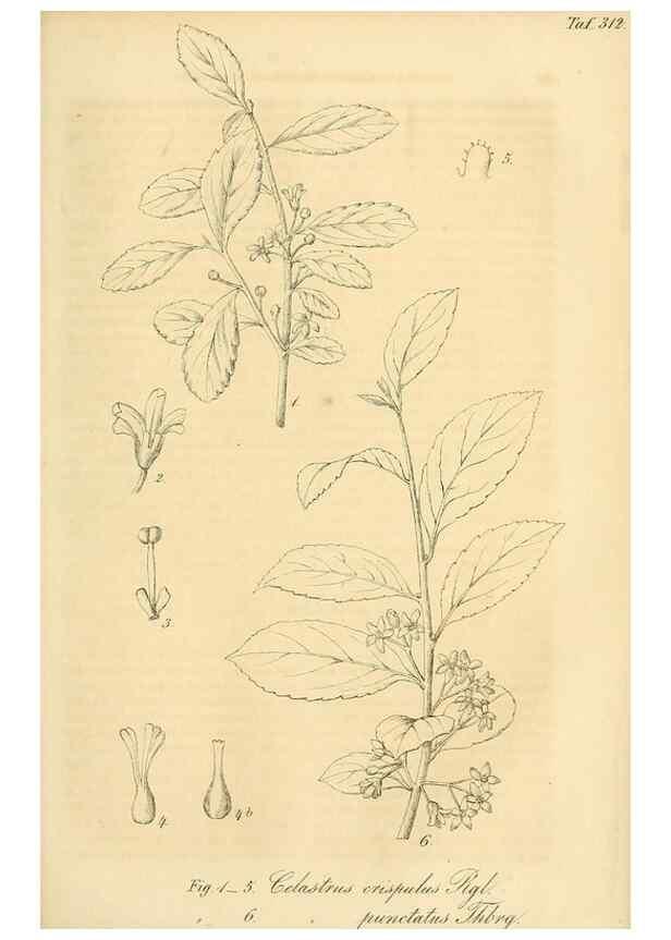 Reproducción/Reproduction 49690455291: Gartenflora.. Erlangen :F. Enke,1852-1940.. 