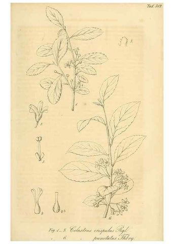 Reproducción/Reproduction 49690455291: Gartenflora.. Erlangen :F. Enke,1852-1940.. 
