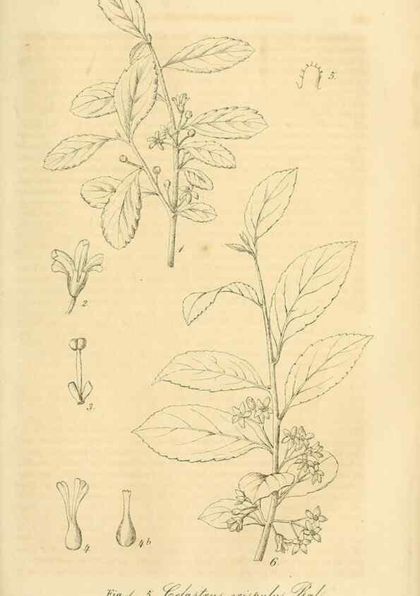 Reproducción/Reproduction 49690455291: Gartenflora.. Erlangen :F. Enke,1852-1940.. 