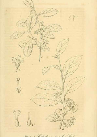 Reproducción/Reproduction 49690455291: Gartenflora.. Erlangen :F. Enke,1852-1940.. 