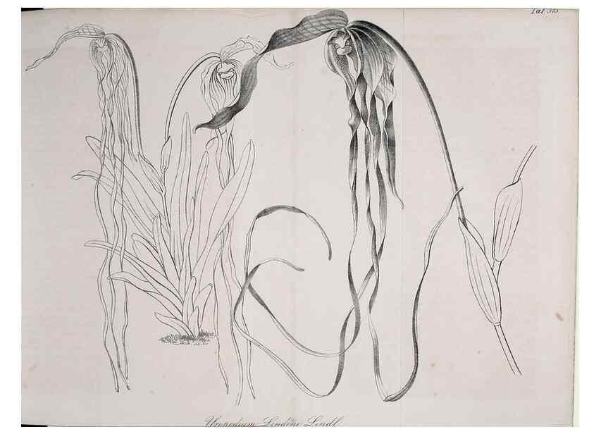 Reproducción/Reproduction 49690526931: Gartenflora.. Erlangen :F. Enke,1852-1940.. 