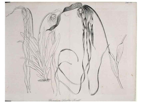 Reproducción/Reproduction 49690526931: Gartenflora.. Erlangen :F. Enke,1852-1940.. 