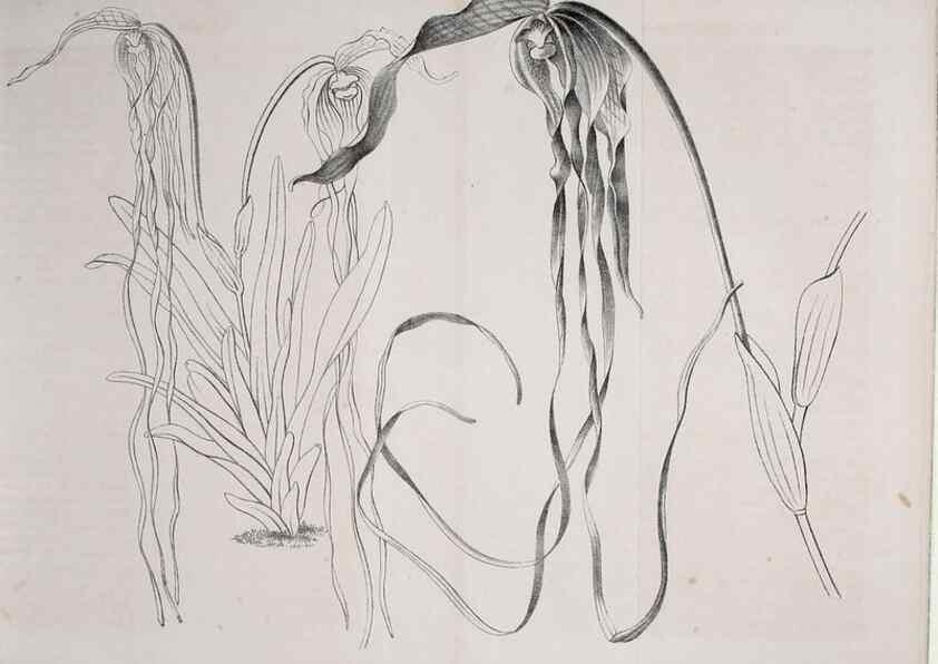 Reproducción/Reproduction 49690526931: Gartenflora.. Erlangen :F. Enke,1852-1940.. 