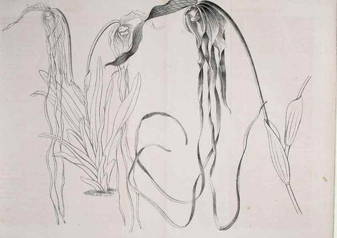Reproducción/Reproduction 49690526931: Gartenflora.. Erlangen :F. Enke,1852-1940.. 