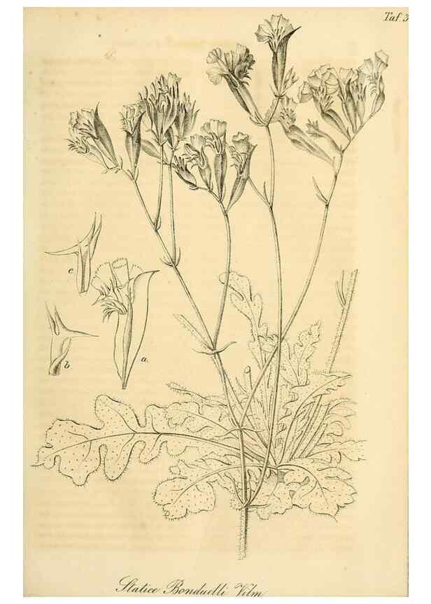 Reproducción/Reproduction 49689992213: Gartenflora.. Erlangen :F. Enke,1852-1940.. 