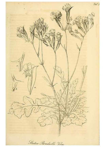 Reproducción/Reproduction 49689992213: Gartenflora.. Erlangen :F. Enke,1852-1940.. 