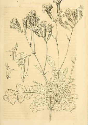 Reproducción/Reproduction 49689992213: Gartenflora.. Erlangen :F. Enke,1852-1940.. 