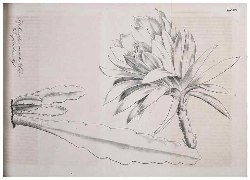 Reproducción/Reproduction 49689992378: Gartenflora.. Erlangen :F. Enke,1852-1940.. 