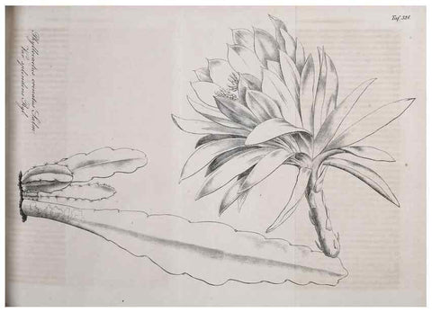 Reproducción/Reproduction 49689992378: Gartenflora.. Erlangen :F. Enke,1852-1940.. 