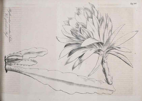 Reproducción/Reproduction 49689992378: Gartenflora.. Erlangen :F. Enke,1852-1940.. 