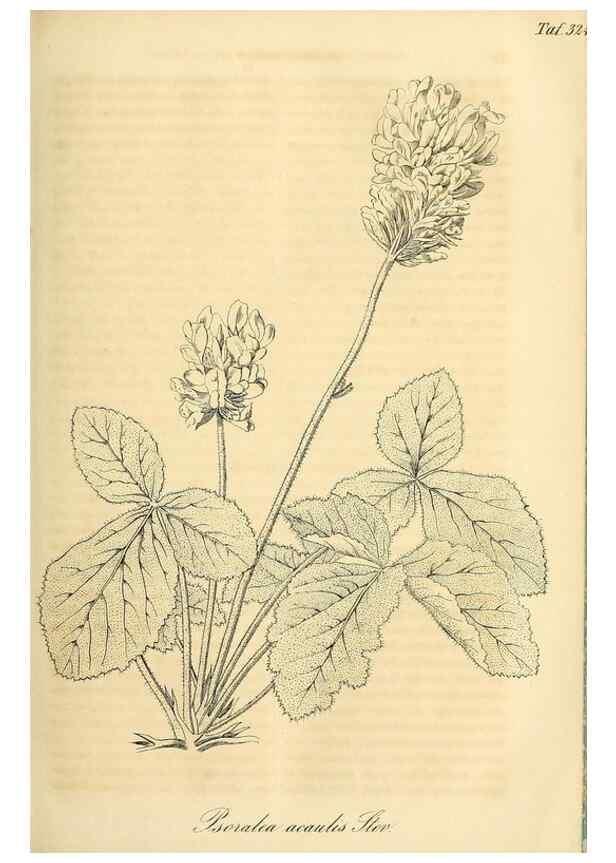 Reproducción/Reproduction 49689992523: Gartenflora.. Erlangen :F. Enke,1852-1940.. 