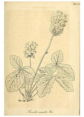 Reproducción/Reproduction 49689992523: Gartenflora.. Erlangen :F. Enke,1852-1940.. 